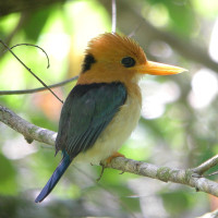 Yellow-billed Kingfisher
